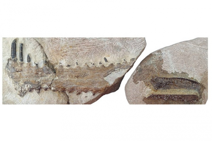 Палеонтологи обнаружили новый вид птерозавра в Португалии