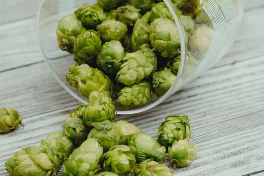 Ученые предложили использовать для борьбы с ожирением соединение из хмеля
