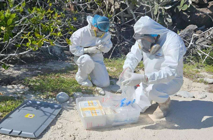 Смертельный птичий грипп пришел в птичий рай на Галапагосах