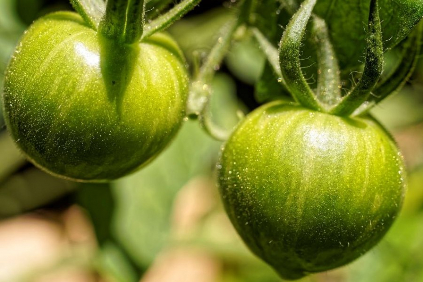 Врачи назвали необычный продукт для борьбы с гипертонией и холестерином