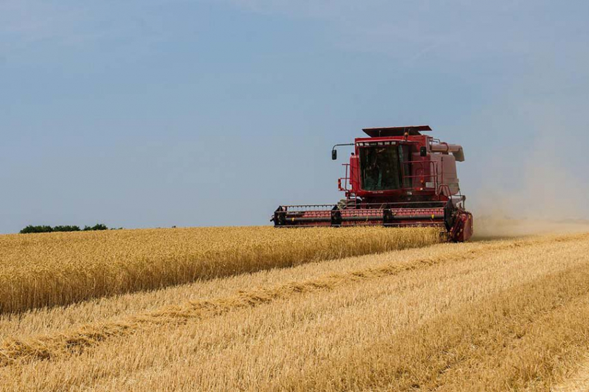 Дождевые черви обеспечивают 6,5% мирового производства зерна