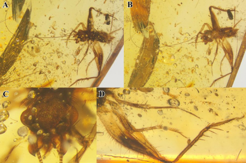 Новый вид сверчков найден в янтаре возрастом 99 миллионов лет