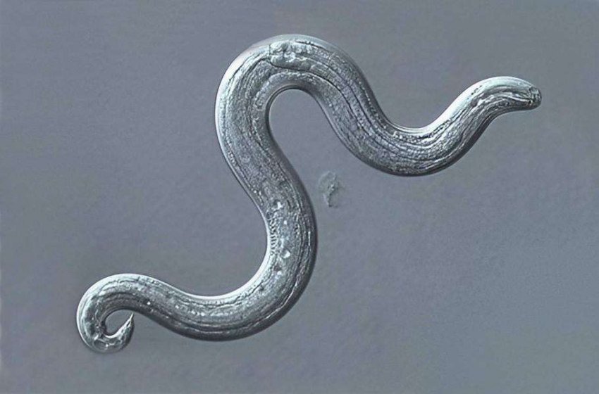 Гельминт, вызывающий менингит, распространяется в США