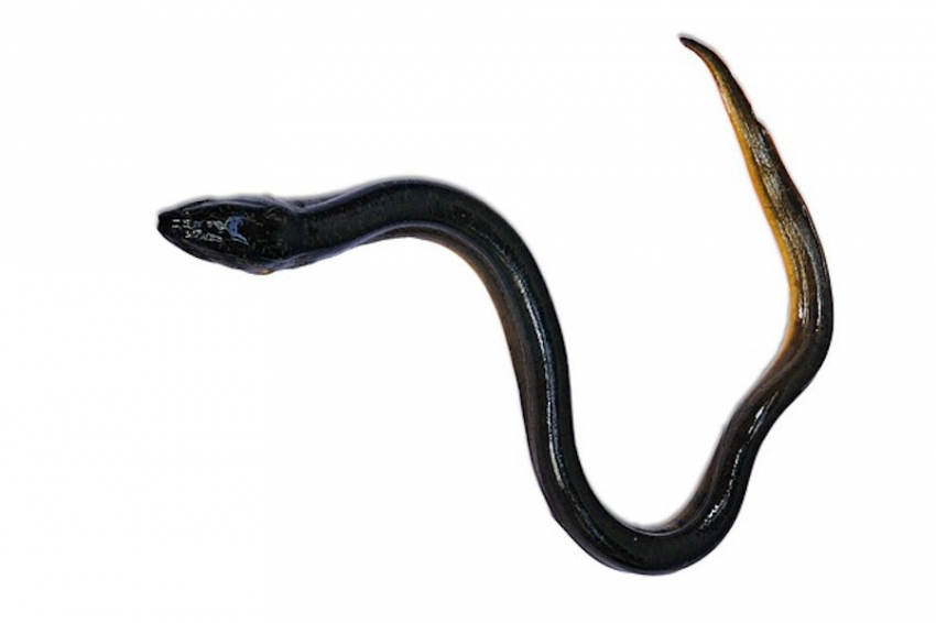 IFLScience: в Тихом океане живёт зубастое существо, пережившее динозавров