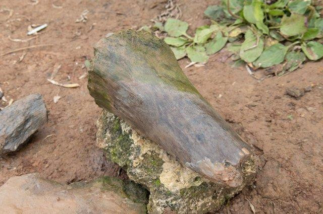 Кости вымерших мамонта и бизона нашла девочка на окраине Нижнего Новгорода