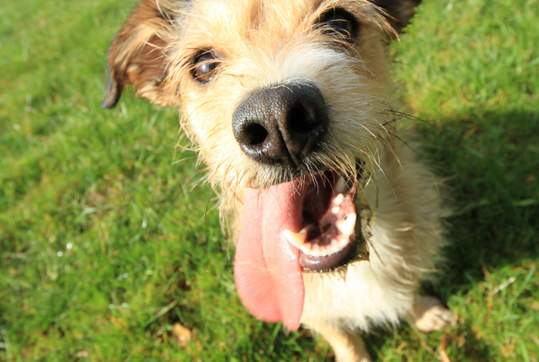 Ученые выявили шестой базовый вкус, распознаваемый рецепторами на языке