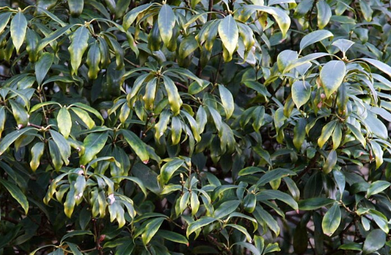 ARER: Человечество лишится половины лекарств из-за вымирания растений