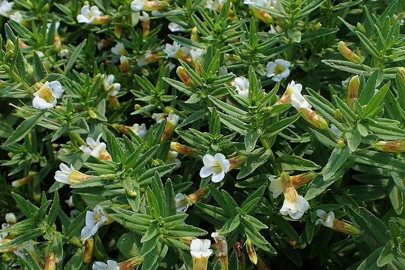 Российские ученые разработали экстракт аврана для лечения поздних стадий рака