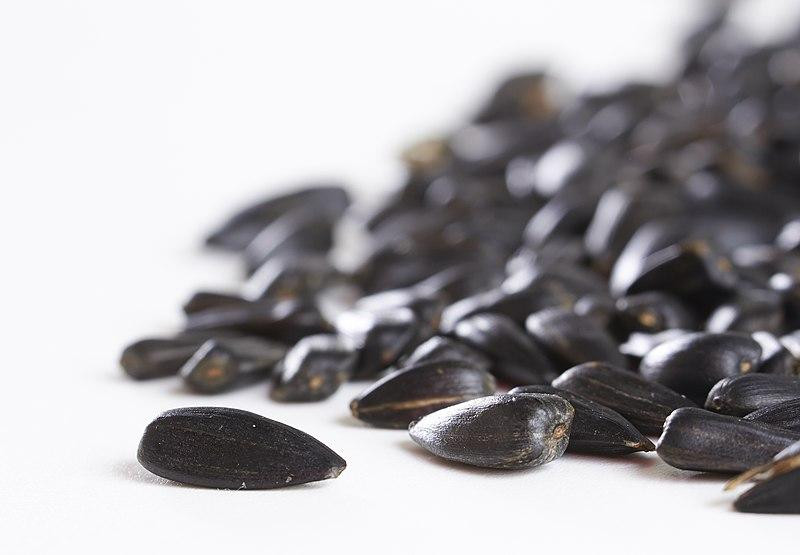 Диетолог Аразмасцев рекомендовал пожилым людям есть семечки для улучшения работы кишечника