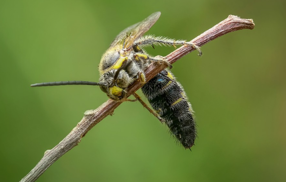 В Амазонии обнаружена «инопланетная» оса-паразит