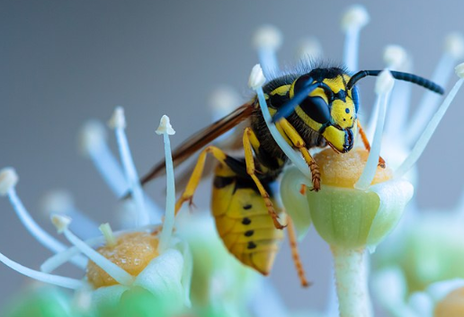 Ученые нашли в Амазонке инопланетную осу-паразита