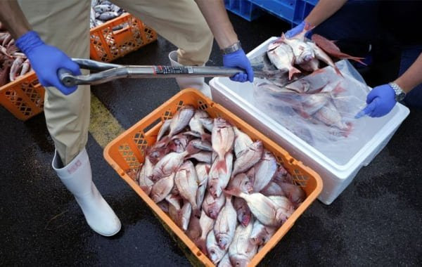 МАГАТЭ впервые после сброса воды проверит рыбу у "Фукусимы-1" на радиоактивность