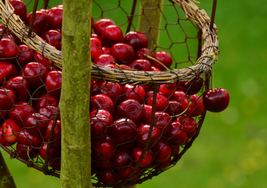 Ученые из Мичигана выяснили, как вишневые косточки помогают замедлить старение