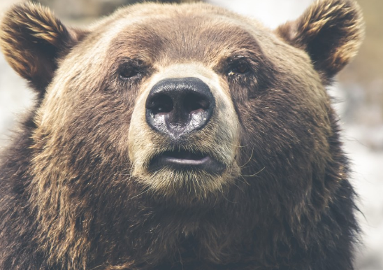 Медведь бродит по двору жилого дома в Красноярске