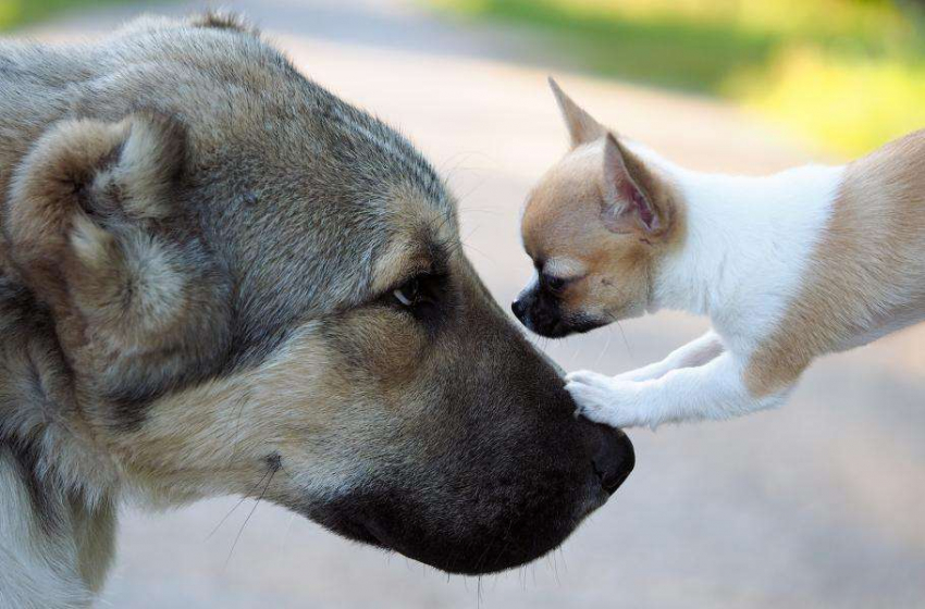 Почему мелкие породы собак живут дольше крупных?