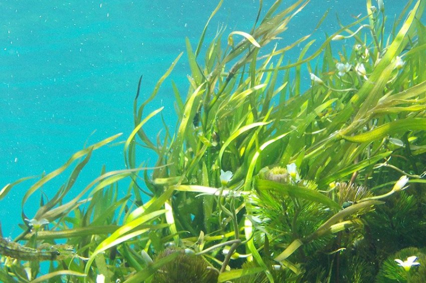 Морские водоросли могут стать суперпродуктом и лекарством будущего