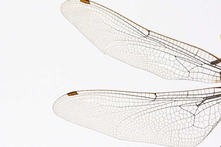 Ученые выяснили, как насекомые научились сверхбыстрому полету