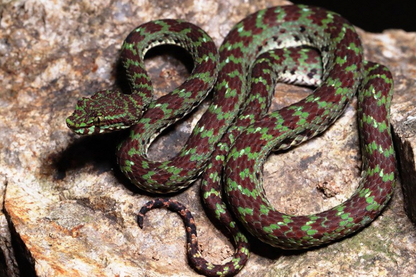 Биологи открыли новый вид ядовитых змей в пещерах южного Таиланда