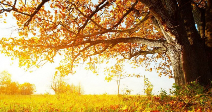 Народные приметы и праздники 6 октября 2023 года, что нельзя делать в день зачатия Иоанна Предтечи