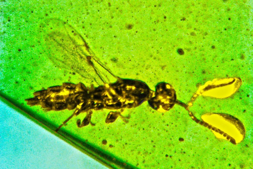 В янтаре возрастом 100 миллионов лет найдена новая крошечная оса с загадочными усиками