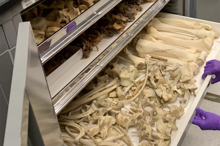 Ученые пытаются разгадать тайну древних медвежьих костей на Алеутских островах