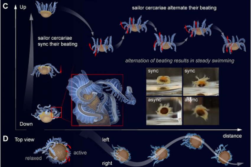 У берегов Окинавы обнаружены уникальные крошечные морские существа