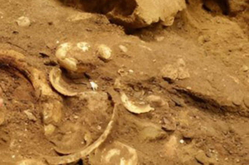 Наши предки собирали ракушки 100 000 лет назад, чтобы создать свою индивидуальность