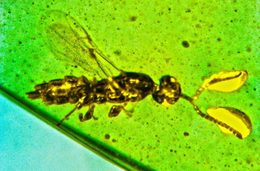 В янтаре 100-миллионной давности спряталась оса со странными усиками