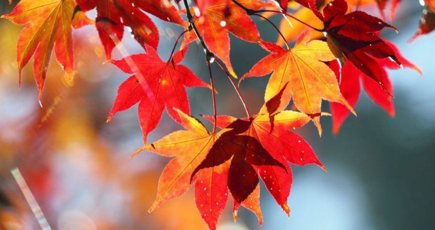 Правила, что нельзя и можно делать в народный праздник 9 октября 2023 года, старинные приметы