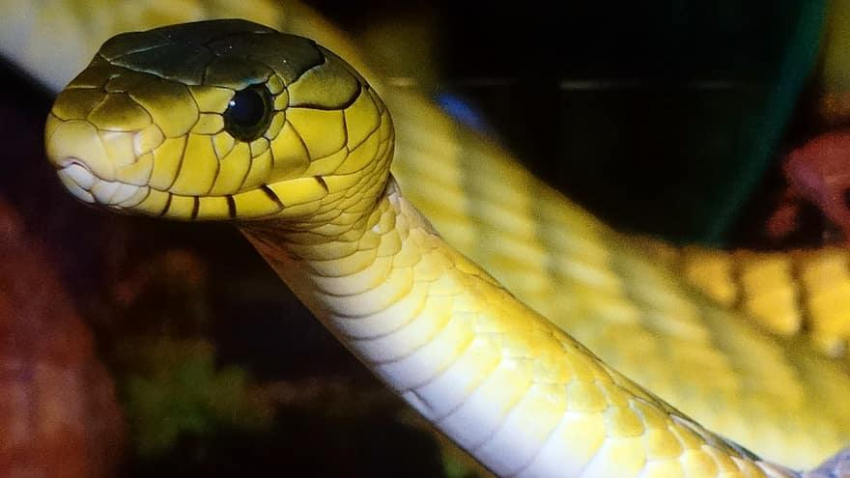 Желтая змея напугала жителей квартиры в Москве