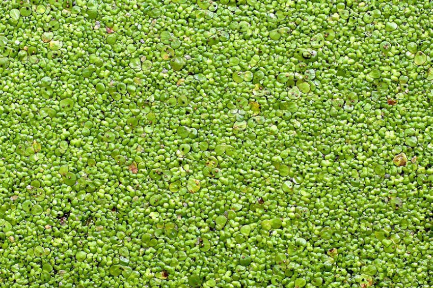 Крошечное цветущее растение может пережить гравитацию, в 20 раз превышающую земную