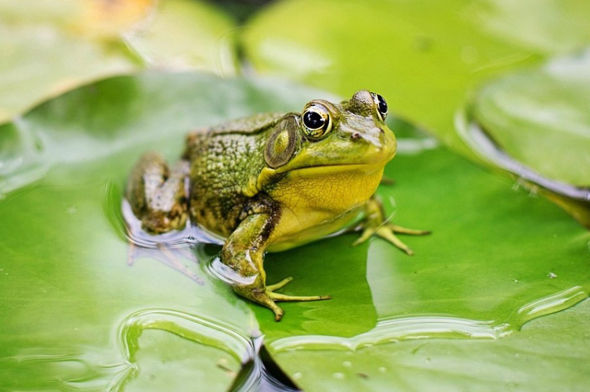 Самки лягушек умело притворяются мёртвыми, чтобы избавиться от самцов