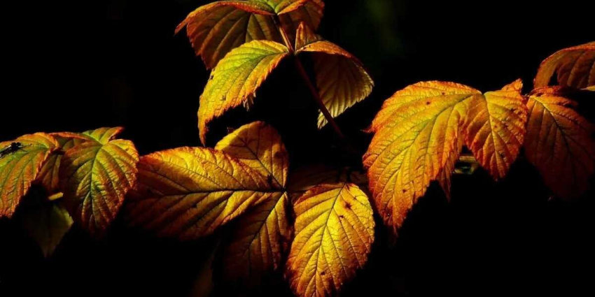 13 октября – канун великого праздника Покрова Пресвятой Богородицы: запреты