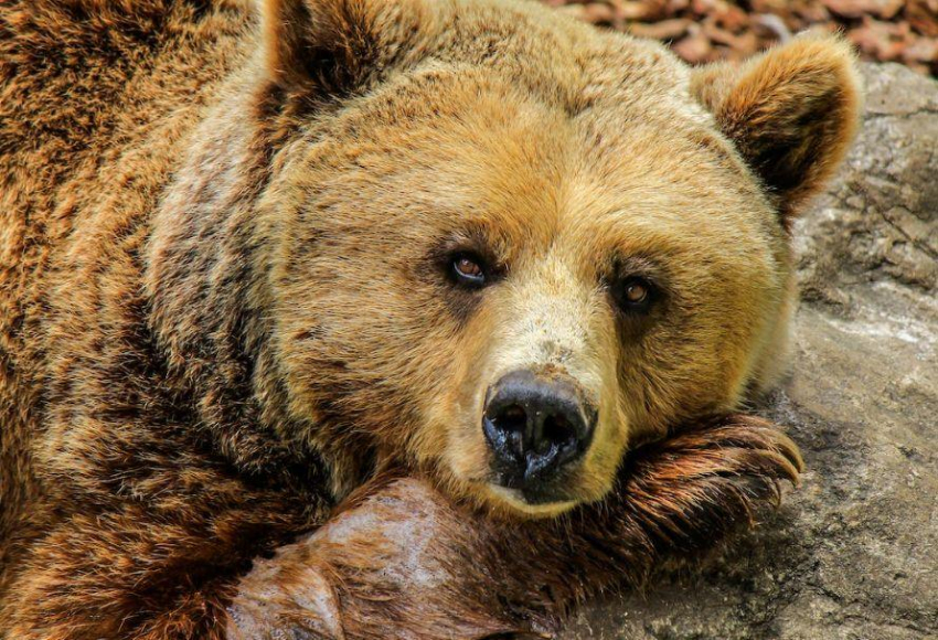 Медведица напала на санитарку больницы в Башкирии