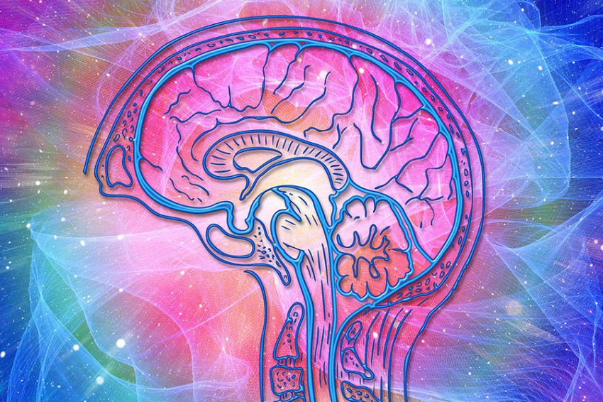 Trends in Cognitive Sciences: сознание может возникнуть еще до нашего рождения