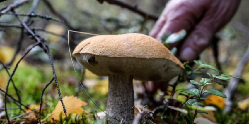 В России ужесточили наказание за сбор и уничтожение редких растений и грибов: за какие грибы можно получить тюремный срок