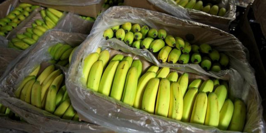 Если хотите похудеть, эти фрукты можно есть только зелеными