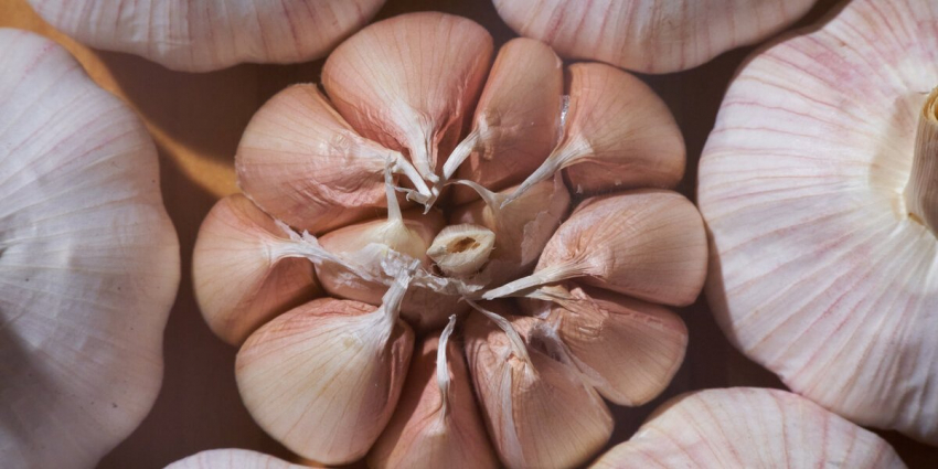 Почему нельзя сажать озимый чеснок в свежевскопанную грядку