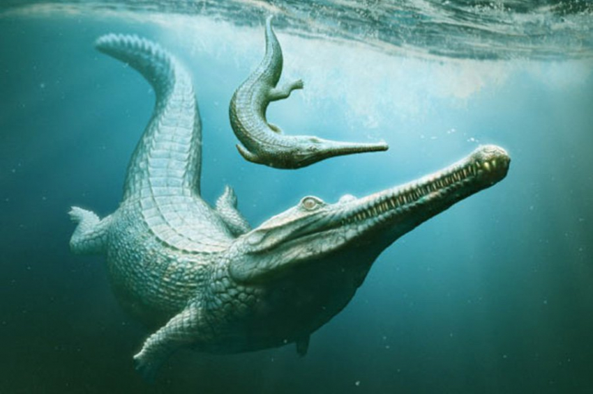 Новое исследование проливает свет на загадочных родственников юрских крокодилов