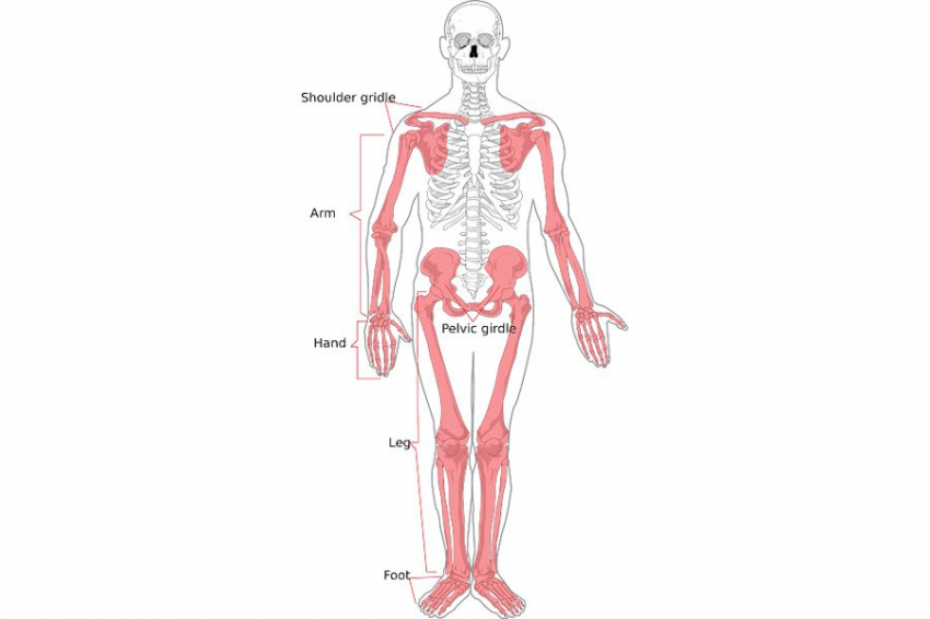 Нейросеть выявила действенность лекарства от малярии при остеопорозе