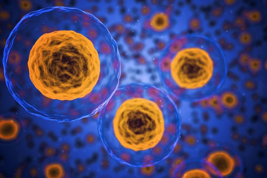 Ученые подсчитали, сколько весит иммунная система