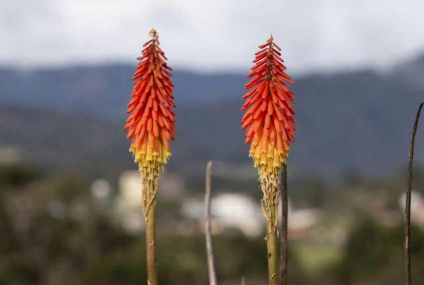 Ученые проектируют растения, цвет которых будет сообщать о наличии химических веществ