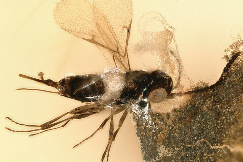 Древнейшее семейство драгоценных ос обнаружено в меловом янтаре из Ливана