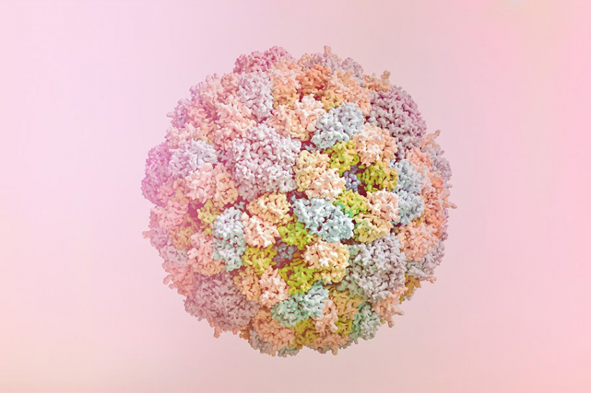 Клетки млекопитающих для укрепления здоровья могут потреблять убивающие бактерии вирусы 