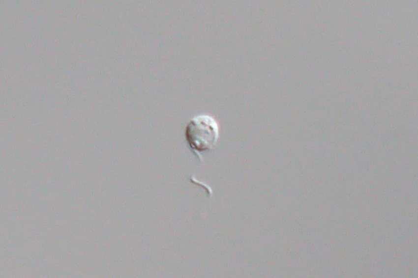 Ученые открыли три новых вида Minorisa, самого маленького хищного морского пикопланктона