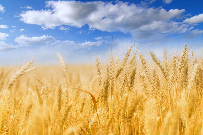 В Ассоциации «Народный фермер» назвали важным принятие законопроекта, вернувшего возможность регистрации КФХ