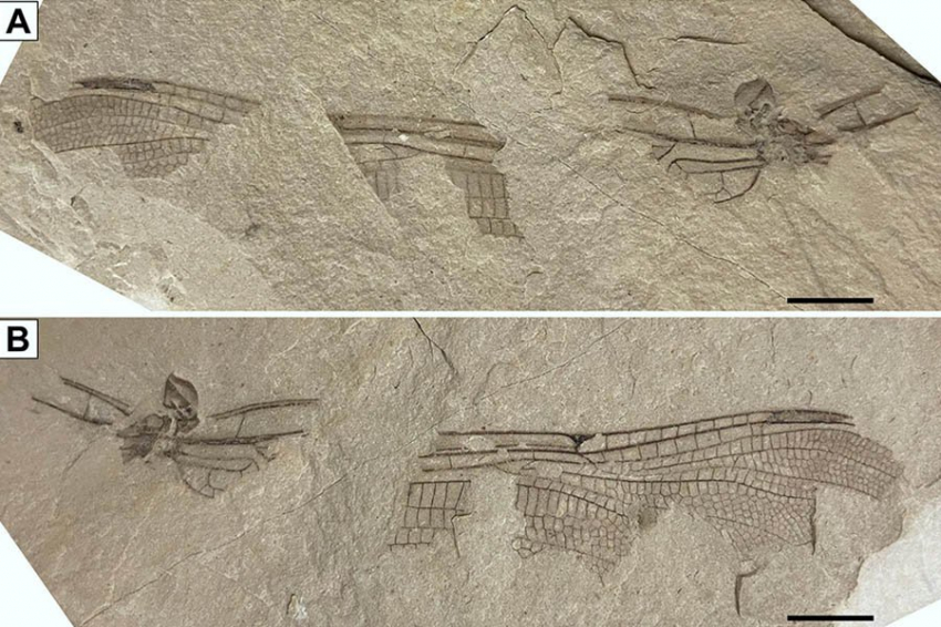 Ископаемое стрекозы возрастом 202 миллиона лет обнаружено в Великобритании