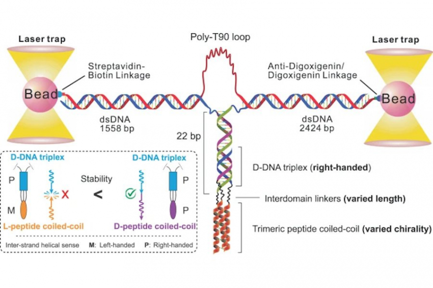 Биохимики получили первые соединения на пути создания «живых» вакцин