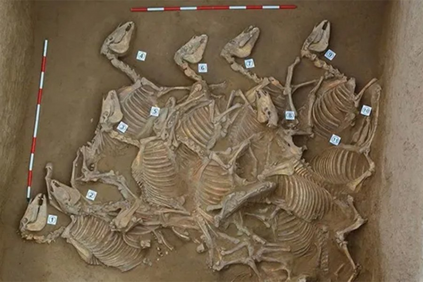 Жертвенные ямы со 120 скелетами лошадей найдены в городе бронзового века в Китае