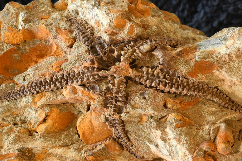 В Южной Африке обнаружены окаменелости хрупкой звезды возрастом 410 миллионов лет